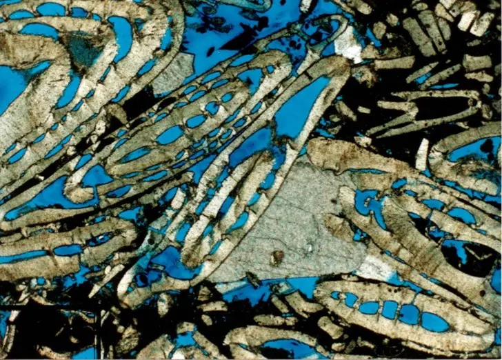 Blue-resin-impregnated carbonate thin section