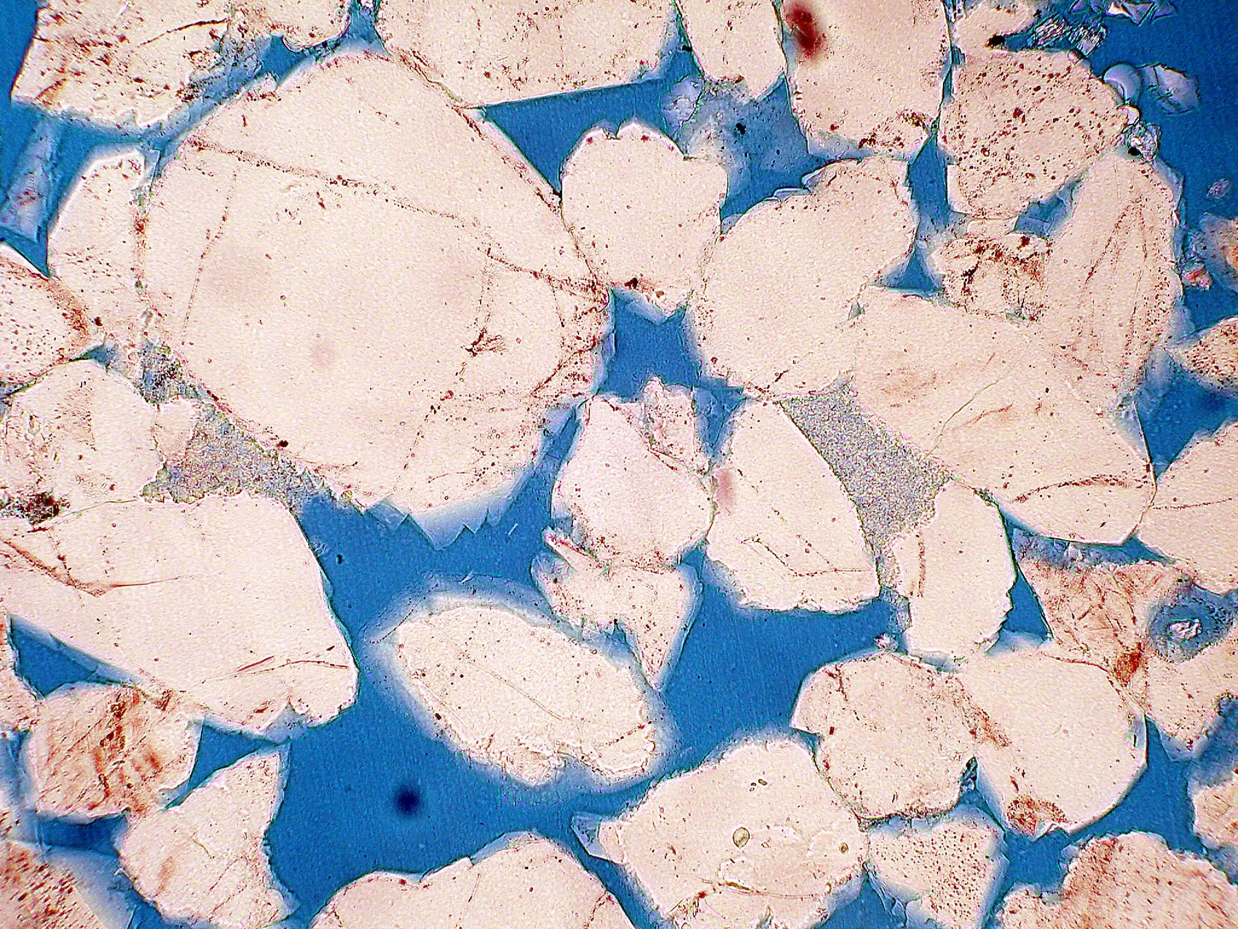 Blue-epoxy impregnated sandstone thin section